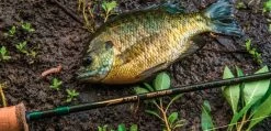 Temple Fork Outfitters Trout-Panfish Spinning Rods 20 Temple Fork Outfitters Trout-Panfish Spinning Rods -Hot Sale Angling Store Screen Shot 2022 03 01 at 2.37.10 PM