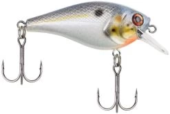 Berkley SquareBull 2 3/8 Inch Shallow Squarebill Crankbait 30 Berkley SquareBull 2 3/8 Inch Shallow Squarebill Crankbait -Hot Sale Angling Store squarebull sexier shad 1d609b07 b72e 43cb ae5f 8f3b1f1c079e